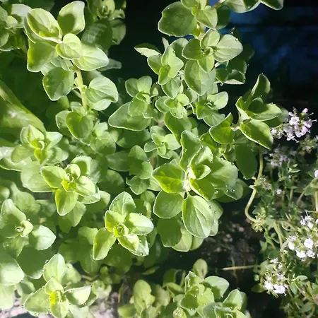 Zagajnik ゲストハウス 3*