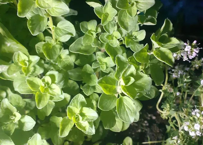 Zagajnik Pensjonat 3*